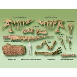 KOSMOS T-Rex 3D, Experimentierkasten -Spielwarenladen KOSMOS T Rex 3D Experimentierkasten@@1877992 2